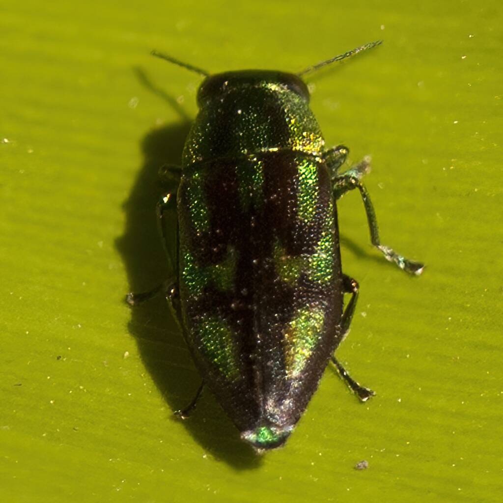 Melobasis purpurascens, Murrumba Downs QLD © Tony Eales