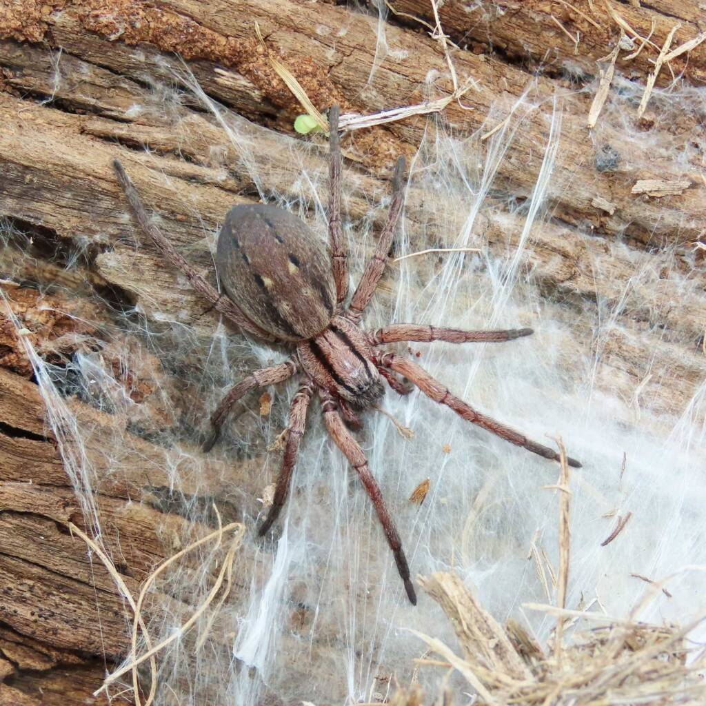Southern Prowling Spiders (Miturga agelenina), Rocky Hall NSW © Deb Taylor
