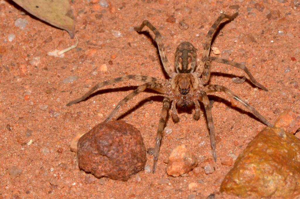 Miturgidae Prowling Spider, Victoria Rocks WA © Jean and Fred Hort