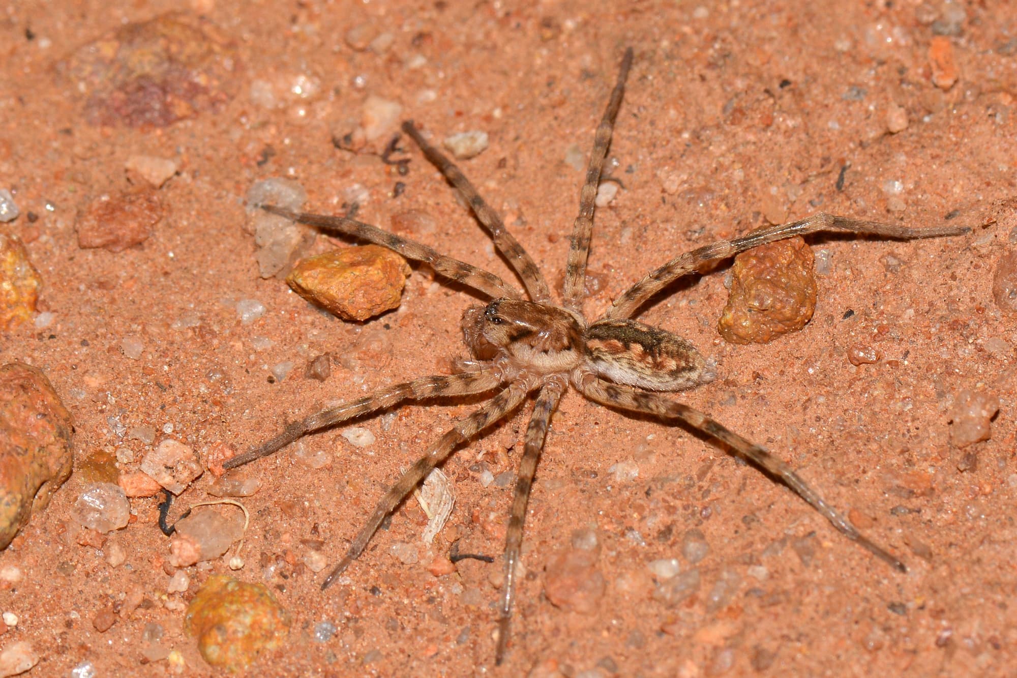 Miturgidae Prowling Spider, Victoria Rocks WA © Jean and Fred Hort