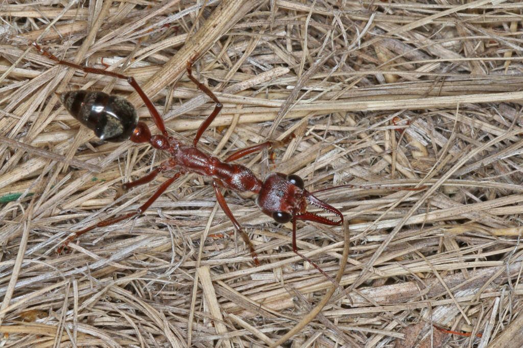 Myrmecia brevinoda (Nocturnal Bull Ant), Ballandean QLD © Marc Newman