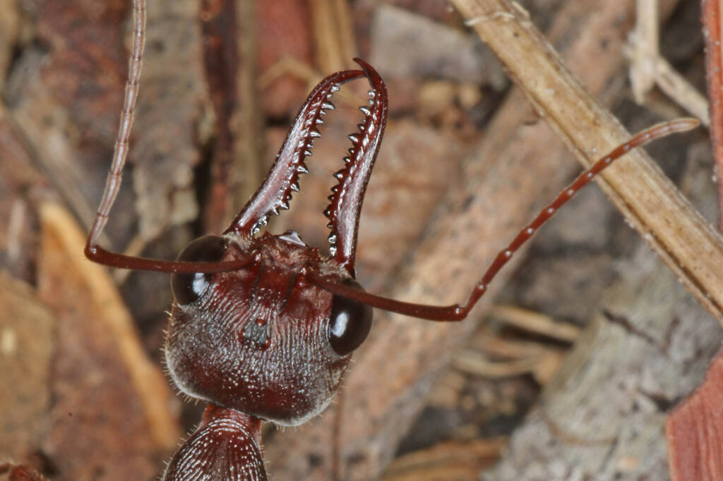 Myrmecia brevinoda (Nocturnal Bull Ant), Ballandean QLD © Marc Newman