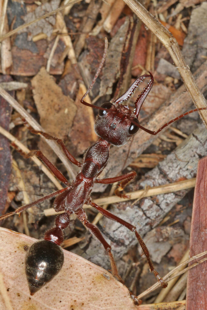 Myrmecia brevinoda (Nocturnal Bull Ant), Ballandean QLD © Marc Newman