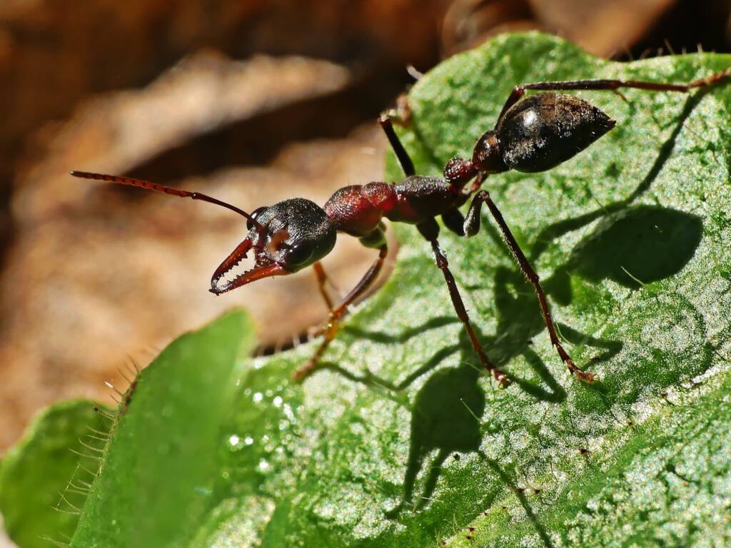 Myrmecia pulchra, Belair SA © Marianne Broug