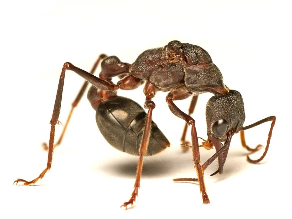 Myrmecia pyriformis (Inch Ant), Acton ACT © Tony Eales