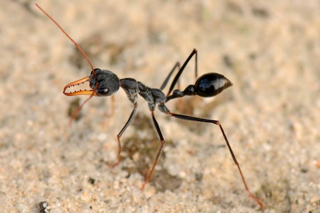 Myrmecia rubripes (Bullant), Munglinup WA © Jean and Fred Hort