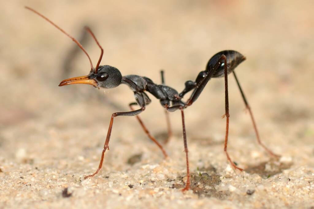 Myrmecia rubripes (Bullant), Munglinup WA © Jean and Fred Hort