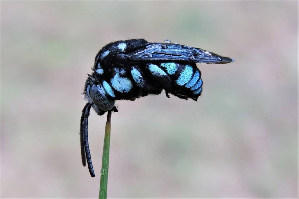 Neon Cloak-and-dagger Bee (Thyreus nitidulus), Wandella NSW © Deb Taylor