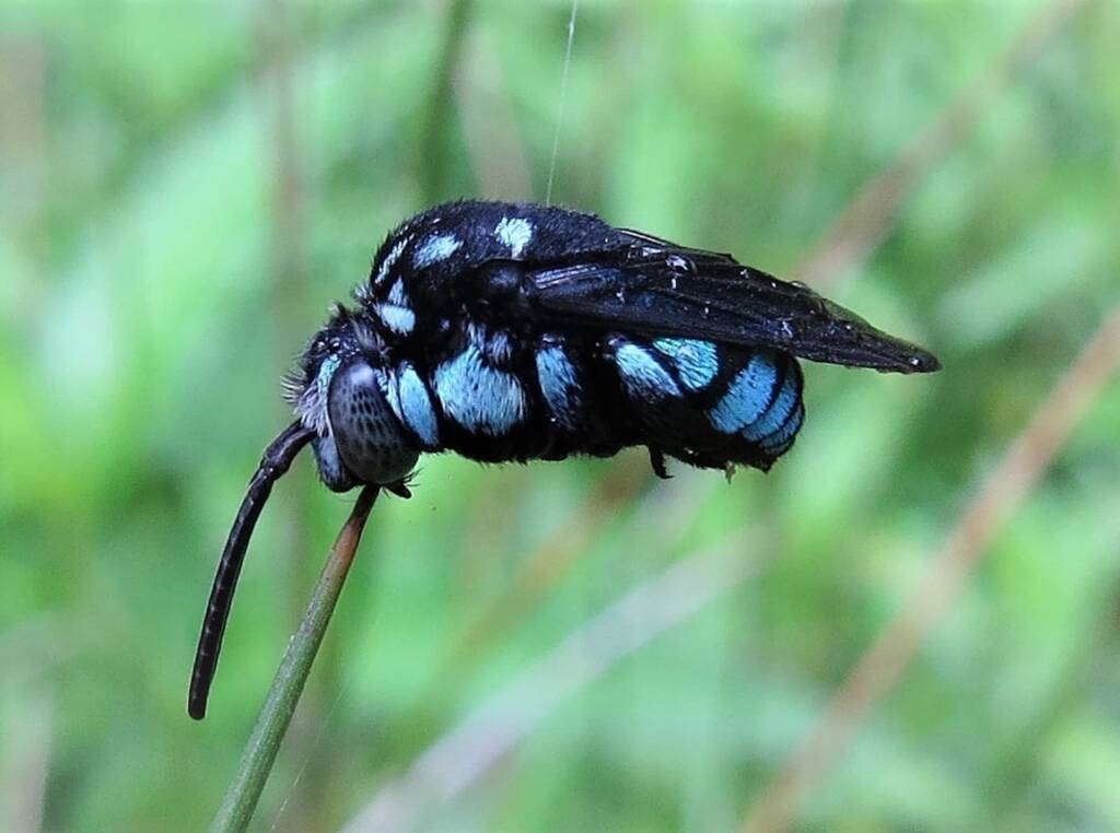 Neon Cloak-and-dagger Bee (Thyreus nitidulus), Wandella NSW © Deb Taylor
