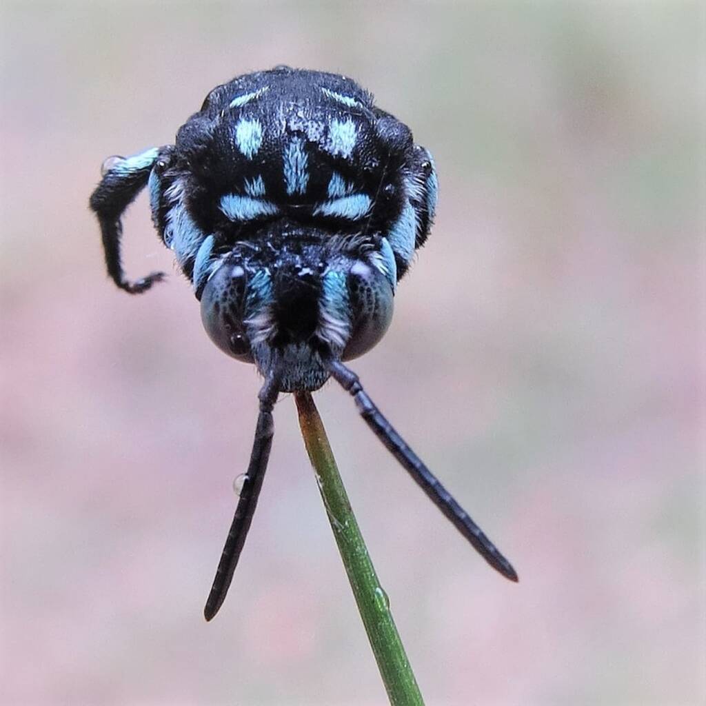 Neon Cloak-and-dagger Bee (Thyreus nitidulus), Wandella NSW © Deb Taylor