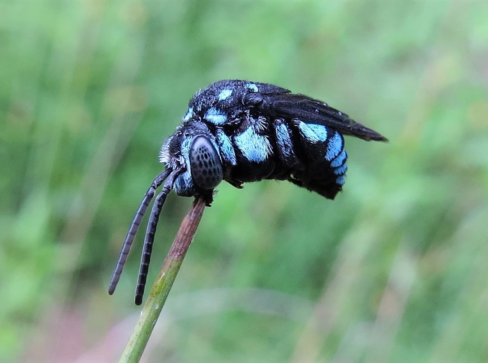 Neon Cloak-and-dagger Bee (Thyreus nitidulus), Wandella NSW © Deb Taylor