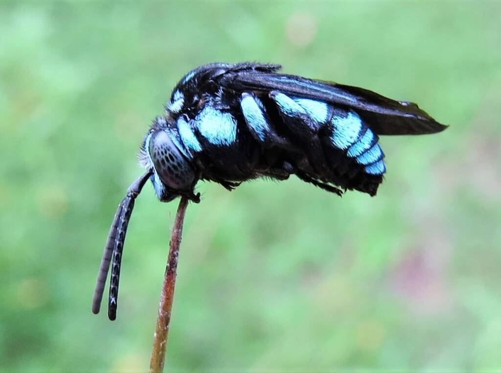 Neon Cloak-and-dagger Bee (Thyreus nitidulus), Wandella NSW © Deb Taylor