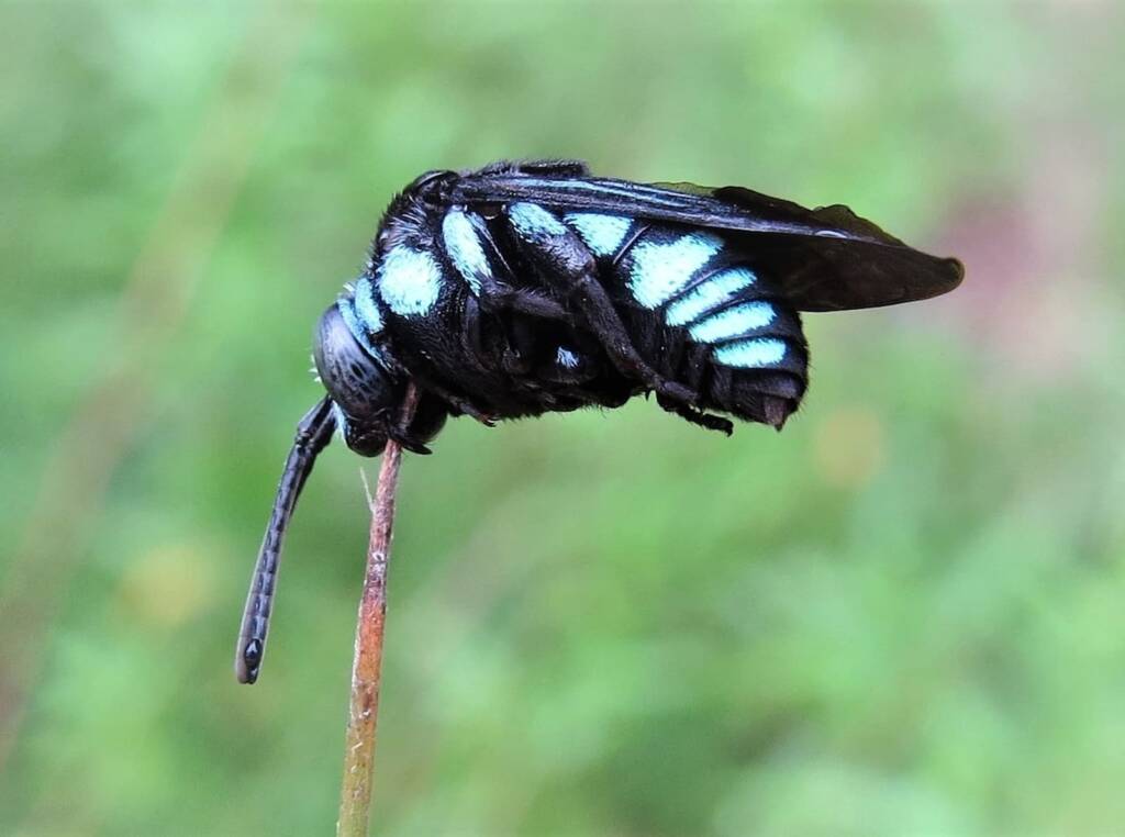 Neon Cloak-and-dagger Bee (Thyreus nitidulus), Wandella NSW © Deb Taylor