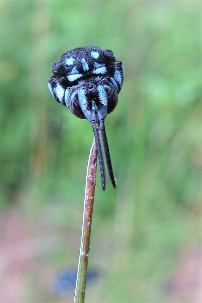 Neon Cloak-and-dagger Bee (Thyreus nitidulus), Wandella NSW © Deb Taylor