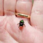 Dung Beetle (Onthophagus dandalu), Roma QLD © Di Bickers