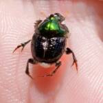 Dung Beetle (Onthophagus dandalu), Roma QLD © Di Bickers