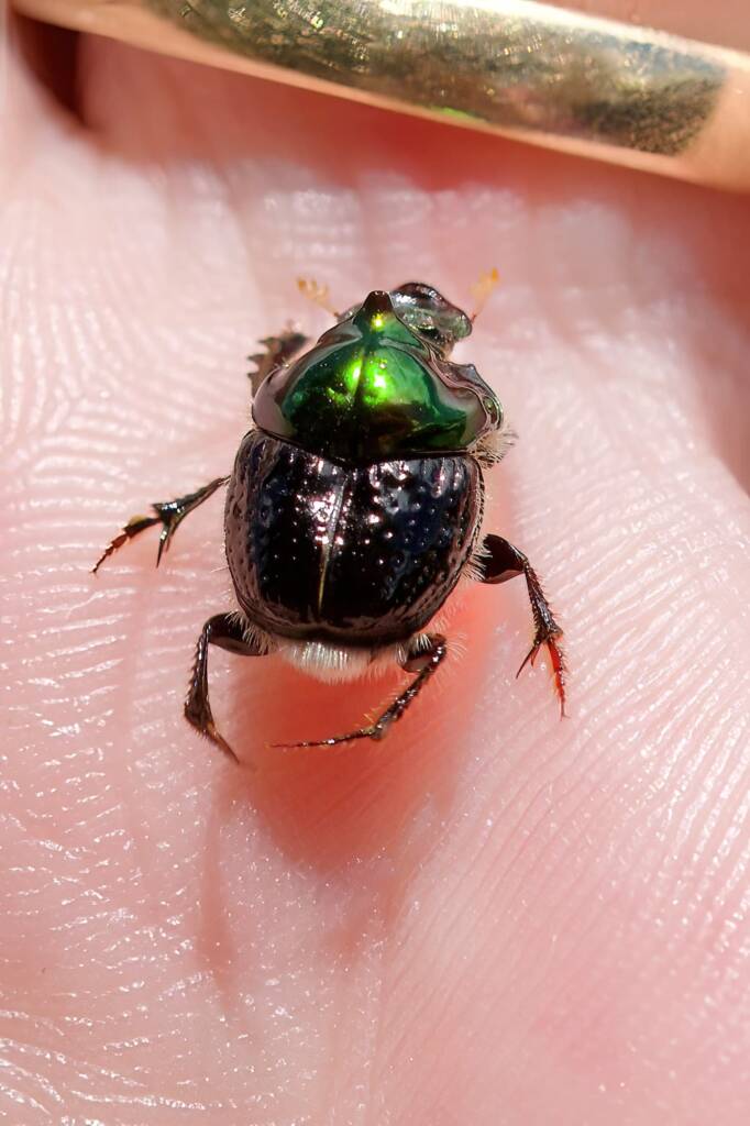 Dung Beetle (Onthophagus dandalu), Roma QLD © Di Bickers