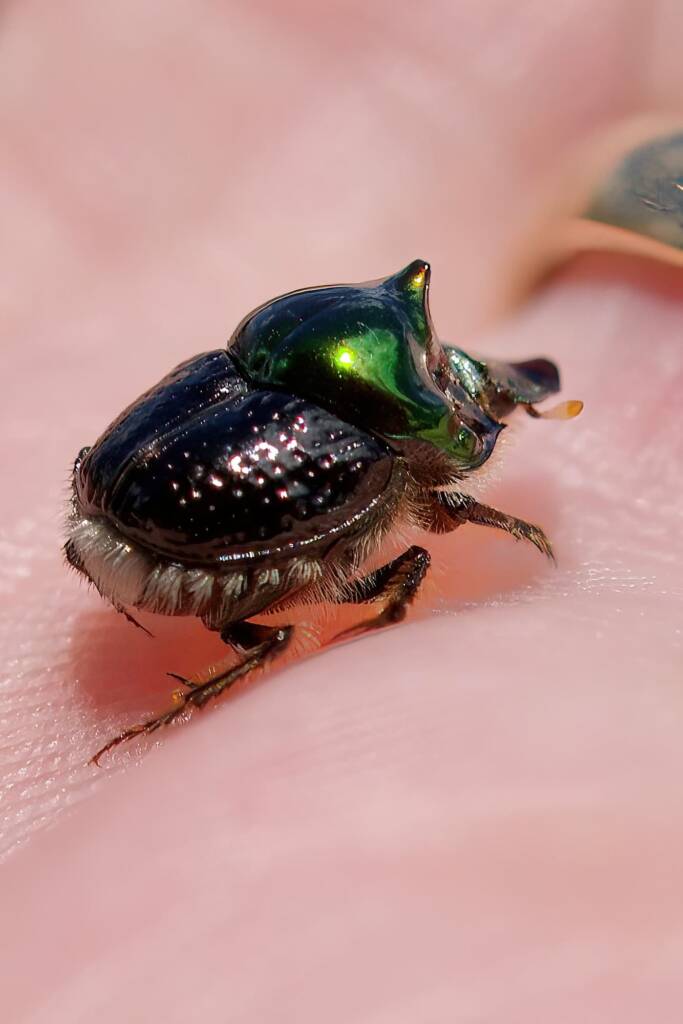 Dung Beetle (Onthophagus dandalu), Roma QLD © Di Bickers