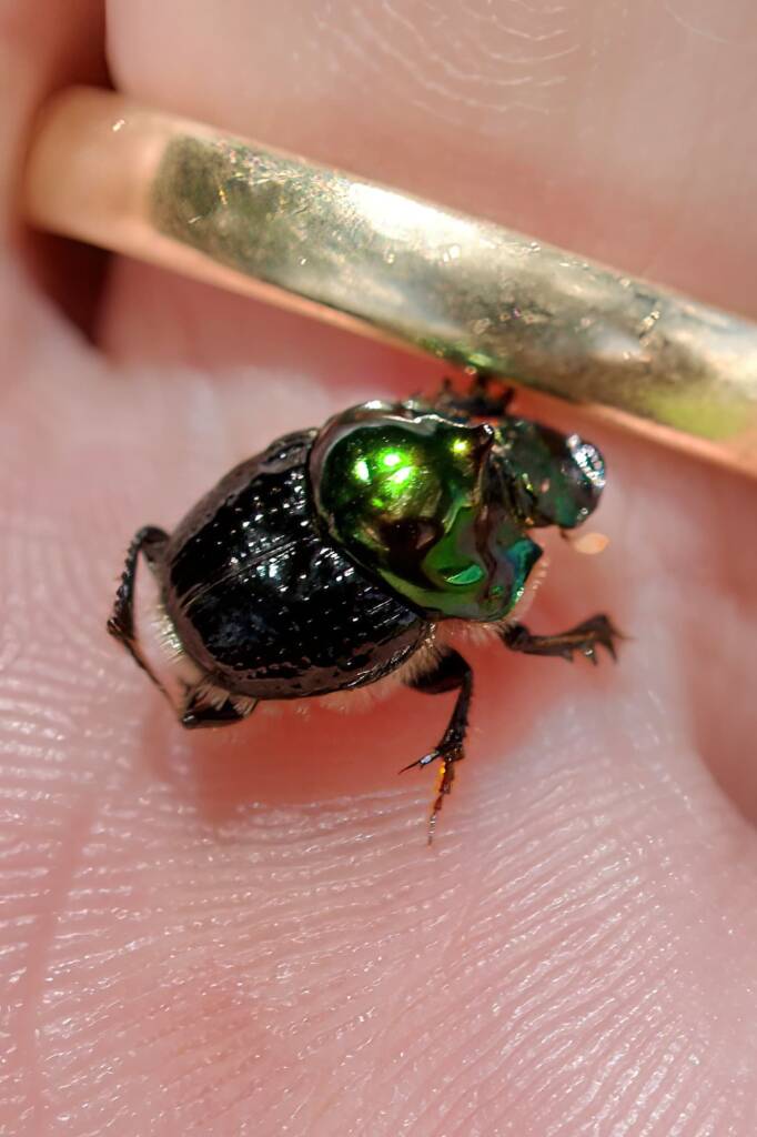Dung Beetle (Onthophagus dandalu), Roma QLD © Di Bickers