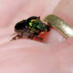 Dung Beetle (Onthophagus dandalu), Roma QLD © Di Bickers