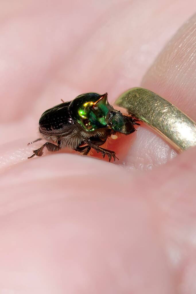 Dung Beetle (Onthophagus dandalu), Roma QLD © Di Bickers