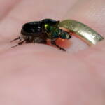 Dung Beetle (Onthophagus dandalu), Roma QLD © Di Bickers