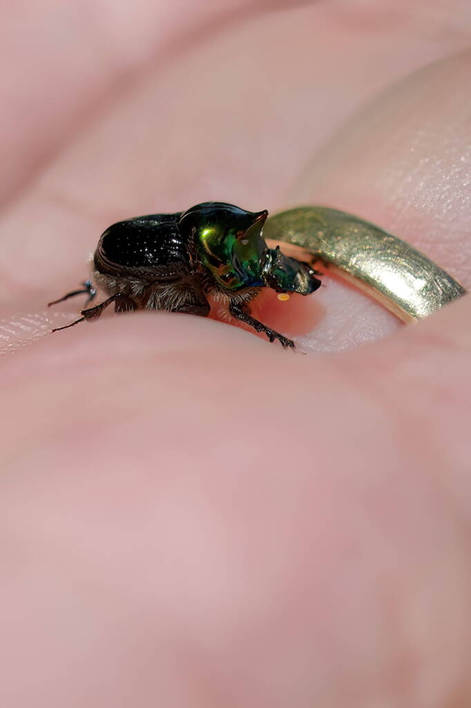 Dung Beetle (Onthophagus dandalu), Roma QLD © Di Bickers