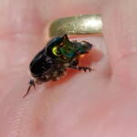 Dung Beetle (Onthophagus dandalu), Roma QLD © Di Bickers