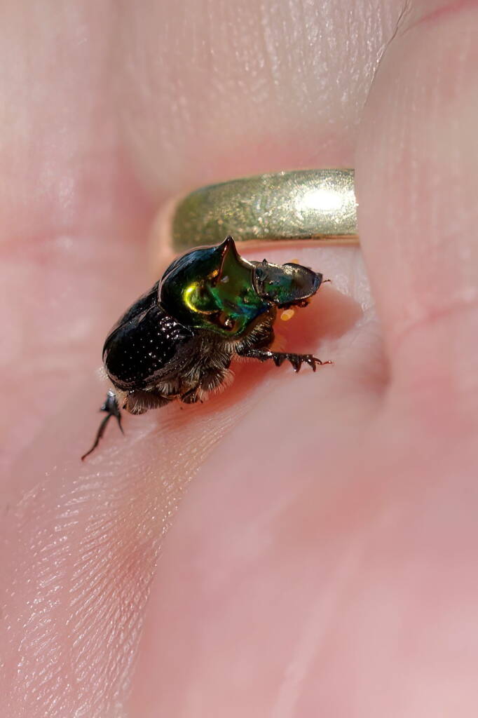 Dung Beetle (Onthophagus dandalu), Roma QLD © Di Bickers
