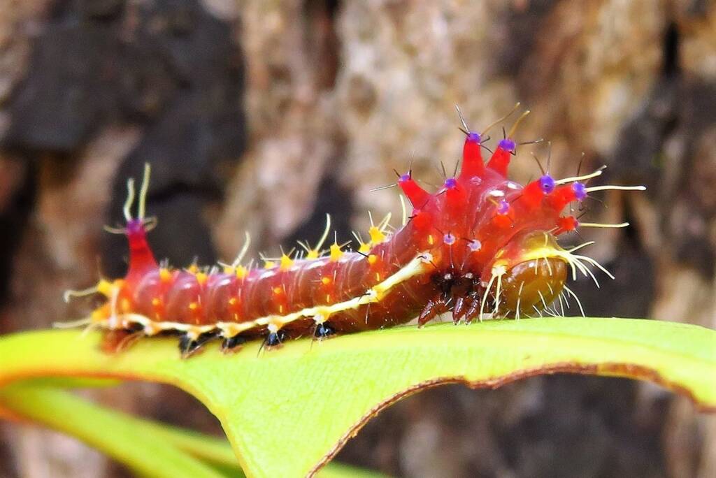 Emperor Gum Moth (Opodiphthera eucalypti) mid stage instar (caterpillar), Wallaga Lake NSW © Deb Taylor