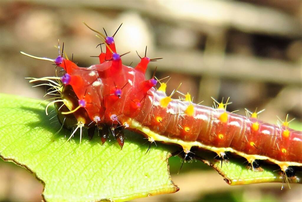 Emperor Gum Moth (Opodiphthera eucalypti) mid stage instar (caterpillar), Wallaga Lake NSW © Deb Taylor