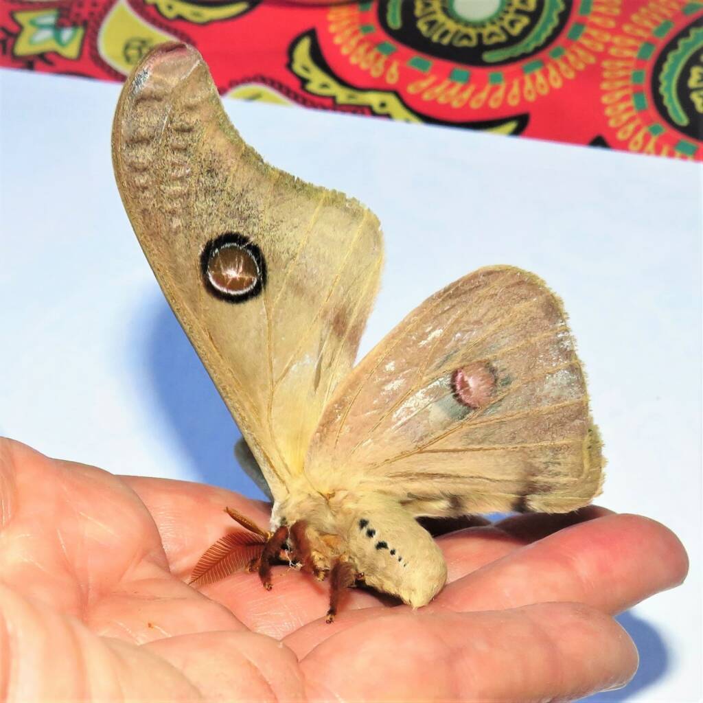Emperor Gum Moth (Opodiphthera eucalypti), Wallaga Lake NSW © Deb Taylor