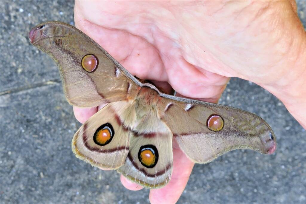 Emperor Gum Moth (Opodiphthera eucalypti), Wallaga Lake NSW © Deb Taylor