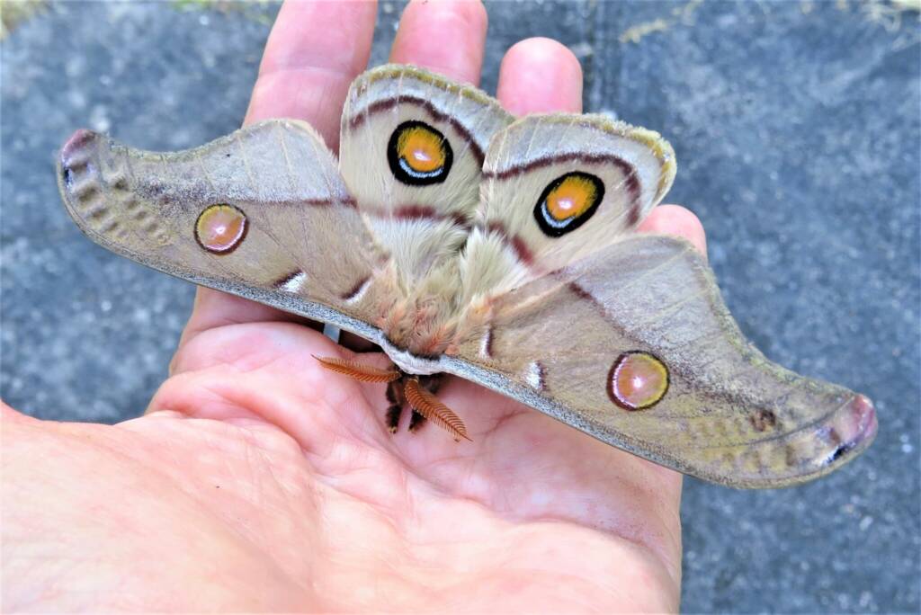 Emperor Gum Moth (Opodiphthera eucalypti), Wallaga Lake NSW © Deb Taylor