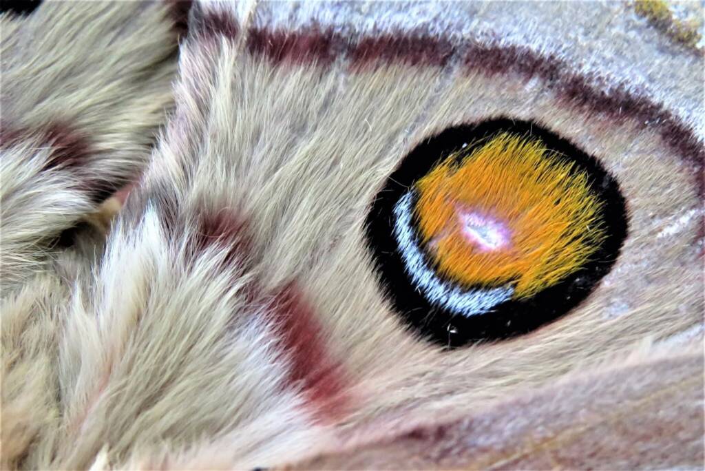 Emperor Gum Moth (Opodiphthera eucalypti), Wallaga Lake NSW © Deb Taylor