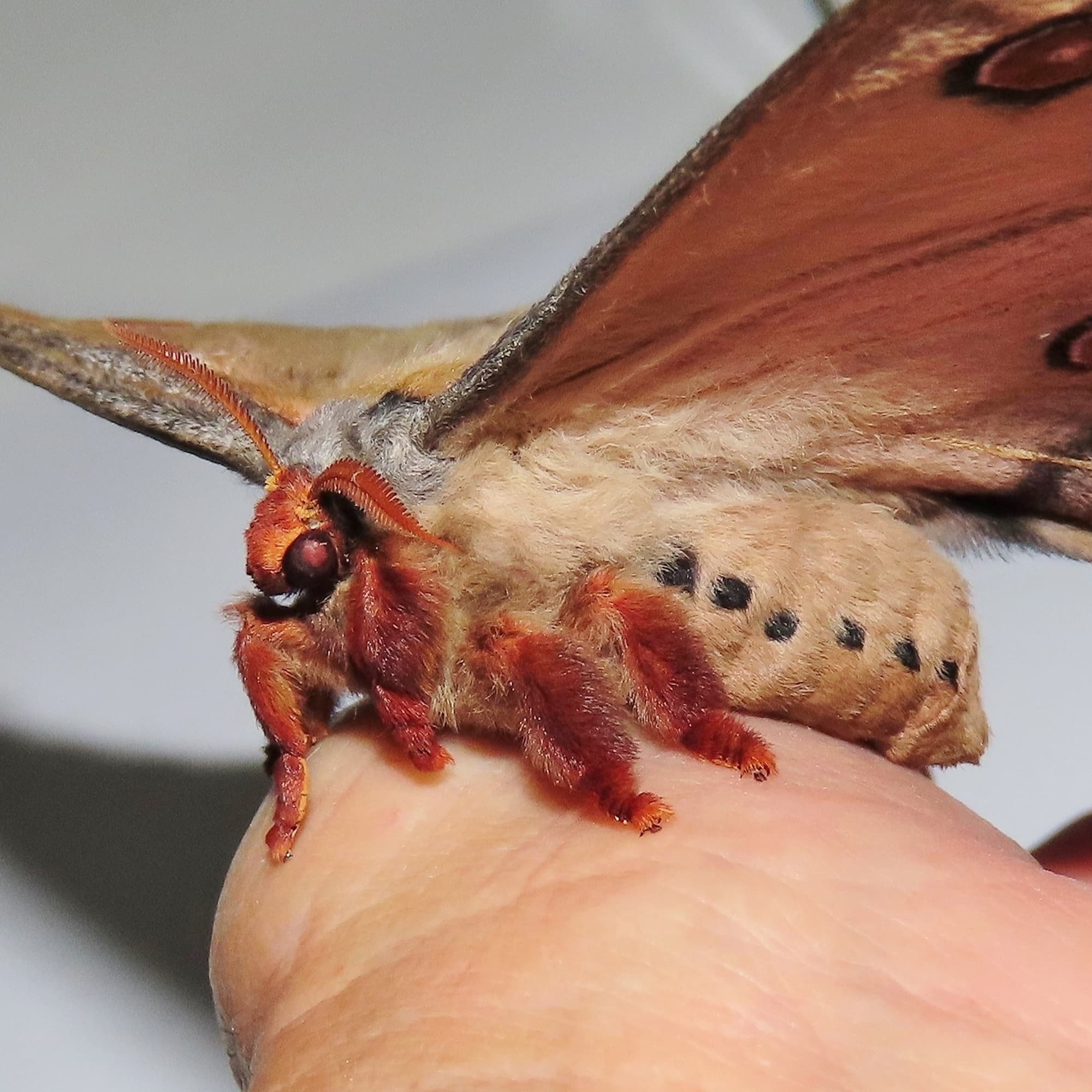 Emperor Gum Moth (Opodiphthera eucalypti), Wallaga Lake NSW © Deb Taylor
