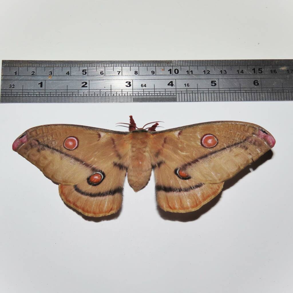 Emperor Gum Moth (Opodiphthera eucalypti), Wallaga Lake NSW © Deb Taylor