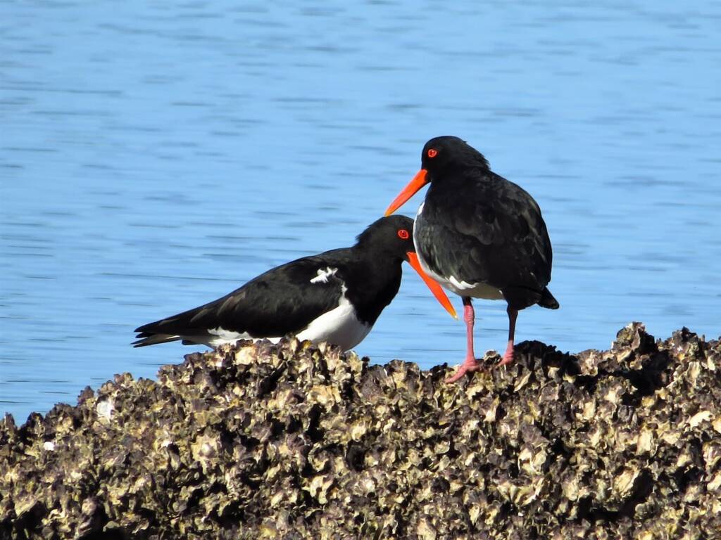 Pied Oystercatcher (Haematopus longirostris), Bermagui NSW © Deb Taylor