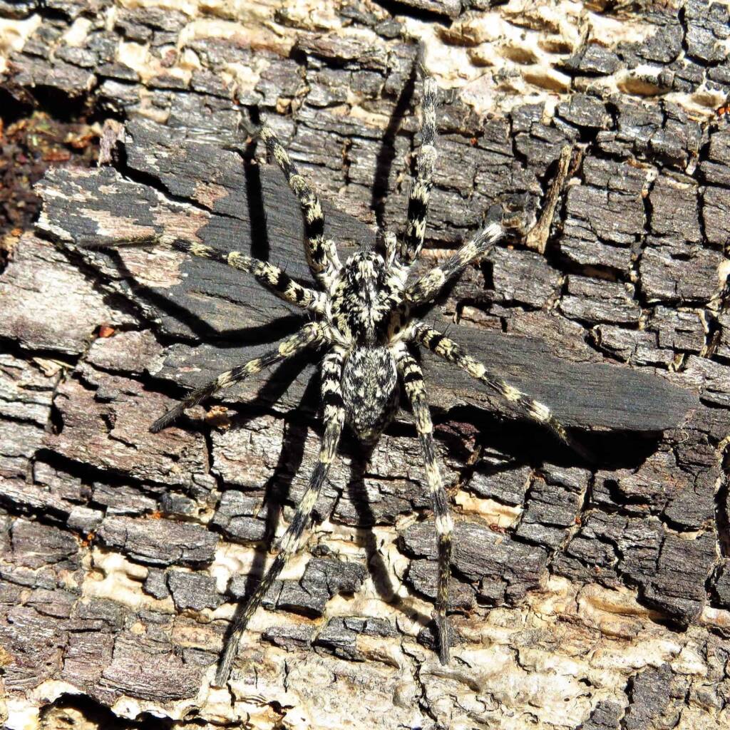 Prowling Spider (genus Miturga), Bermagui NSW © Deb Taylor