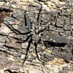 Prowling Spider (genus Miturga), Bermagui NSW © Deb Taylor