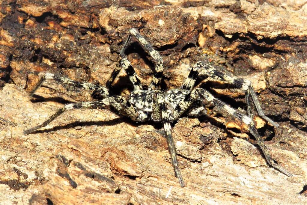 Prowling Spider (genus Miturga), Bermagui NSW © Deb Taylor