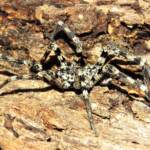 Prowling Spider (genus Miturga), Bermagui NSW © Deb Taylor