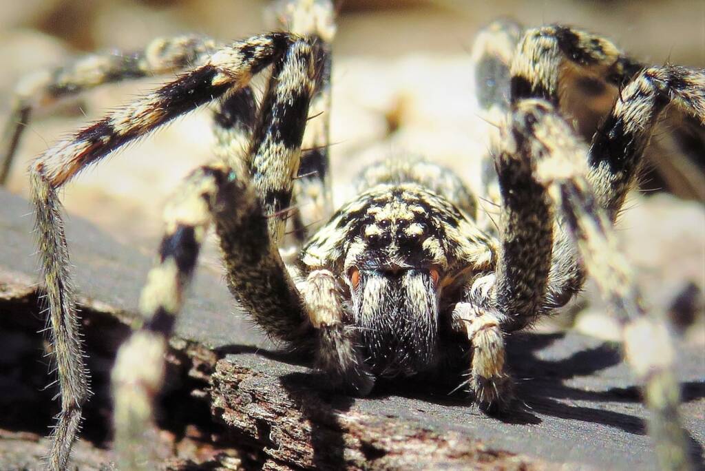 Prowling Spider (genus Miturga), Bermagui NSW © Deb Taylor
