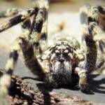 Prowling Spider (genus Miturga), Bermagui NSW © Deb Taylor
