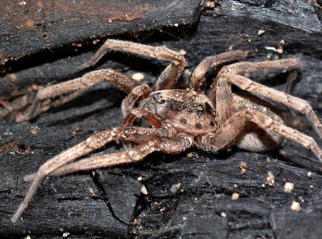 Prowling Spider (genus Miturga), Flynn WA © Jean and Fred Hort