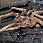 Prowling Spider (genus Miturga), Flynn WA © Jean and Fred Hort