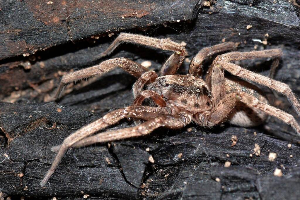 Prowling Spider (genus Miturga), Flynn WA © Jean and Fred Hort