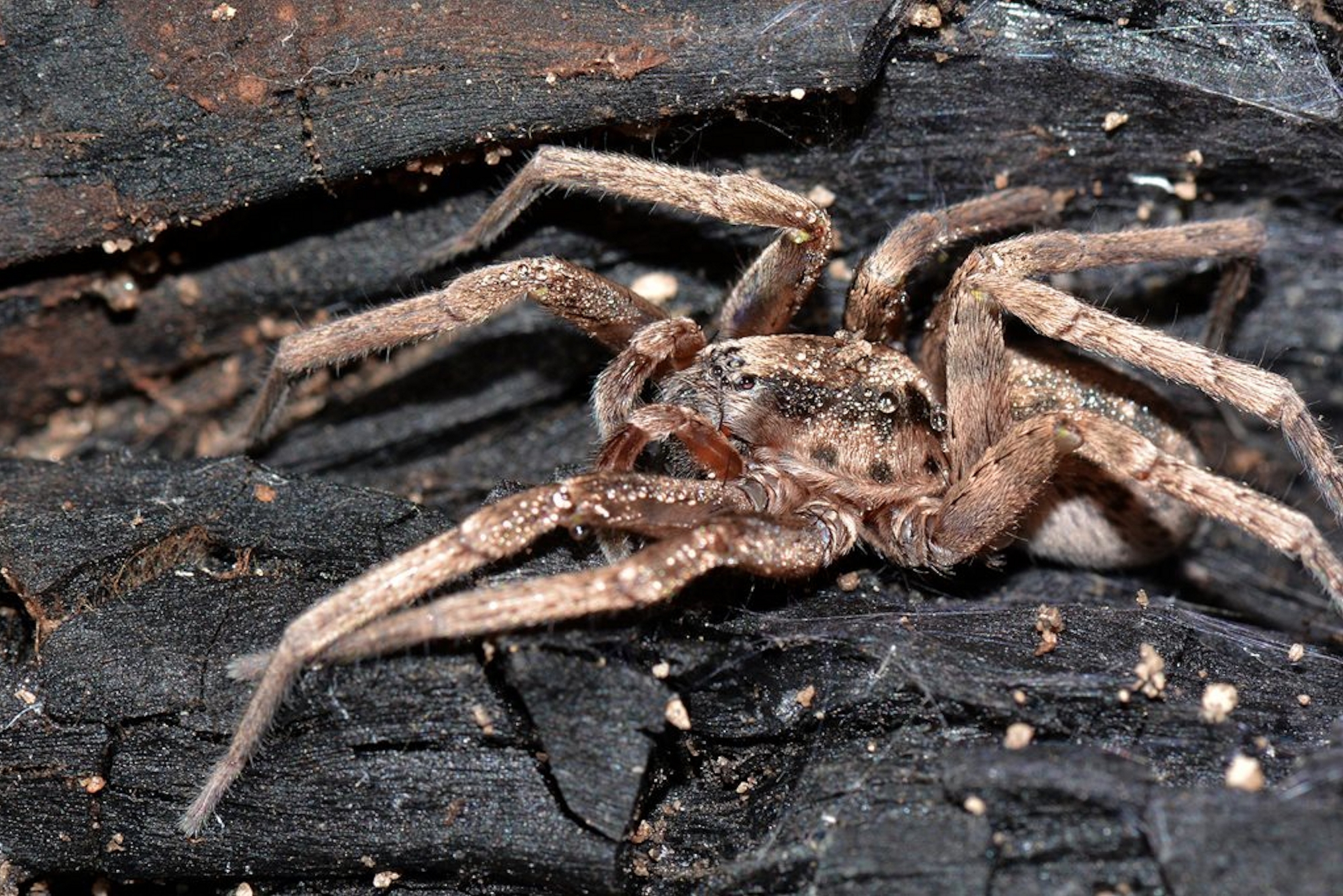 Prowling Spider (genus Miturga), Flynn WA © Jean and Fred Hort