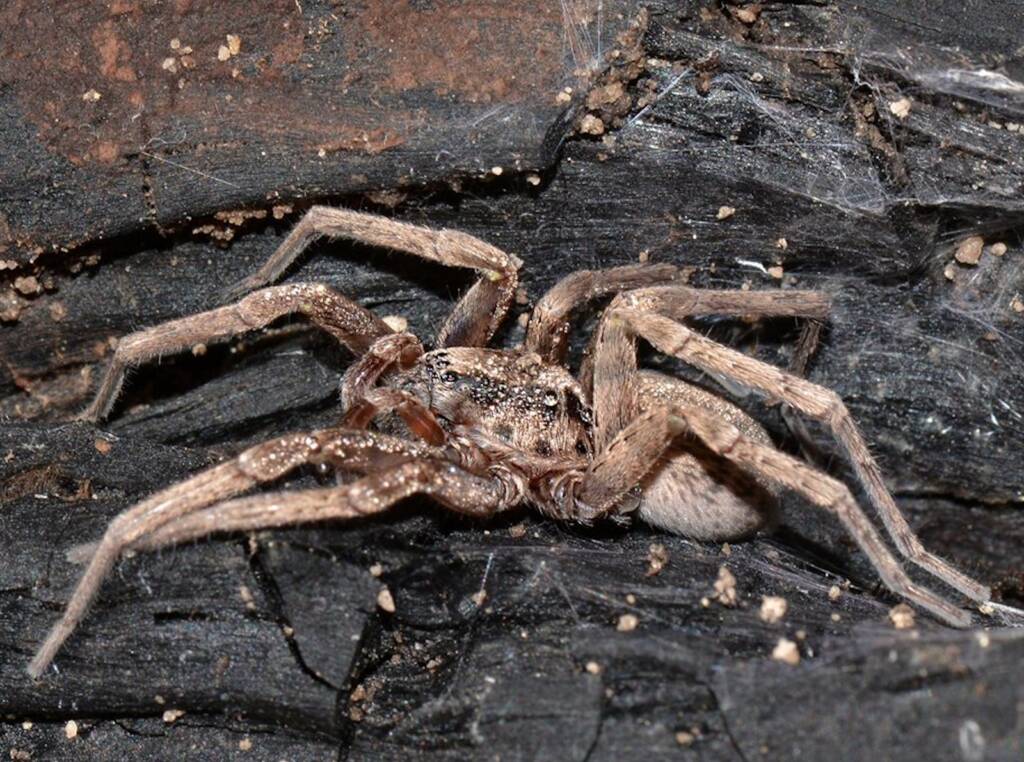 Prowling Spider (genus Miturga), Flynn WA © Jean and Fred Hort