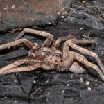 Prowling Spider (genus Miturga), Flynn WA © Jean and Fred Hort